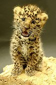 Young  Amur Leopard