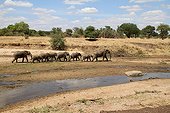 African Elephants at the river Tarangire Tanzania 