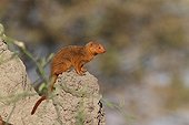 Slender mongooses on a termite mound Tarangire Tanzania 