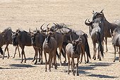 Blue wildebeest and young in the sand Etosha Namibia