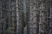 Forêt plantée de conifères sur le Causse Méjean Cévennes