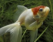 Red cap Oranda in aquarium