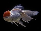 Red cap Oranda in aquarium
