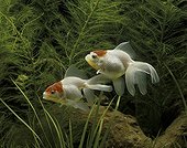Red cap Oranda in aquarium