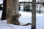 Snow leopard clawing a tree trunk in the snow 
