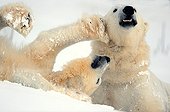 Jousting love between Polar Bears in the snow