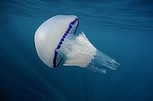 Jellyfish in the Mediterranean Sea area 