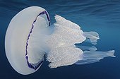 Jellyfish in the Mediterranean Sea area 