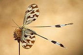 Thread Lacewing on dry flower Portugal