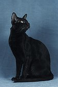 Chestnut Havana cat