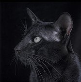 Chestnut Havana cat