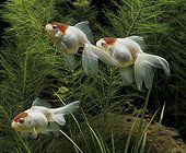Red cap Oranda in aquarium