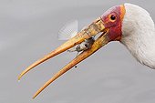 Yellow billed Stork and prey in beak Kruger South Africa 
