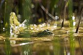 Marsh frog in water Provence France 