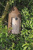 Sparrows Cement birdhouse hanging from a tree France