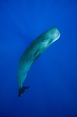 Sperm Whal Caribbean Sea Dominica
