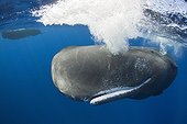 Sperm Whale subsurface Caribbean Sea Dominica