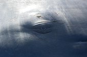 Eye of Sperm Whale subsurface Caribbean Sea Dominica
