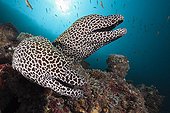 Honeycomb Moray in reef Indian Ocean Maldives