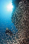 Scuba Diving and Sweepers Indian Ocean Maldives