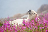 Polar Bear resting on ice covered rock Hudson Bay Canada