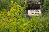 Elm hives Hoces del Alto Ebro y Rudrón NP Spain