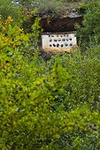 Elm hives Hoces del Alto Ebro y Rudrón NP Spain