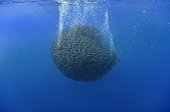 Large ball of Blue jack mackerel Azores