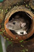 Brown rat in a drain pipe England 