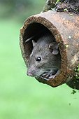Brown rat  captive in drain pipe UK