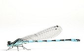  Southern Damselfly on white background