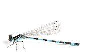  Southern Damselfly on white background