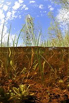 Over-under shot a pond prairie Fouzon France 
