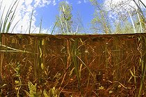 Over-under shot a pond prairie Fouzon France 