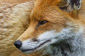 Close-up of the head of a Red Fox in summer GB