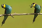 European bee-eater in a courtship display Hungary