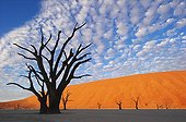 Dead Vlei Sossusvlei dead acacia Namib Desert Namibia  ; Dead Vlei is an old saltpan named for its eery dead appearance. Water was cut off when the flow of the Tsauchab River changed its course approximately 500 years ago. This now provides visitor with the most spectacular scenery