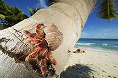 Hermit Crab on a coconut palm tree Seychelles