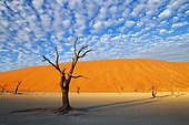 Dead Acacia tree Salt pan Dead Vlei Namibia