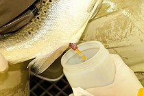 Recovery milt Atlantic Salmon ; Récupération de la laitance de Saumon de l'Atlantique