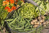 Harvest ot vegetables in an organic kitchen garden