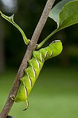Privet Hawk-moth caterpillar on twig Denmark