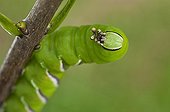 Privet Hawk-moth caterpillar on twig Denmark