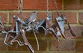 Spotted Flycatcher feeding its chicks in nest in summer GB ; The bird builds its nest on traps to catch moles. 