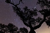 Holm oak at night Sierra de Aracena Andalusia Spain 