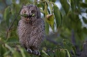 Young Common Scops-owl eating a Bush-cricket France