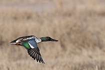 Shoveler male  in winter New Mexico USA