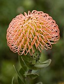 Pincushion flower Afrique