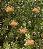 Pincushion flowers Afrique