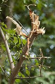 Smoothleaf elm crushed
